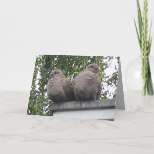 Carte postale de pigeons