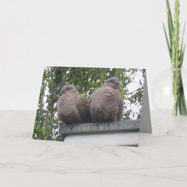 Carte postale de pigeons (Devant)