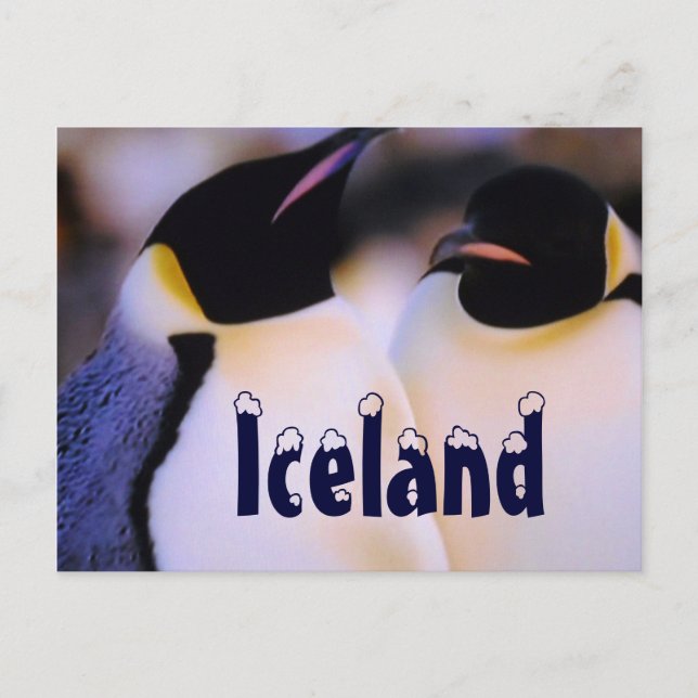 Carte postale de pingouins de l'Arctique islandais (Devant)