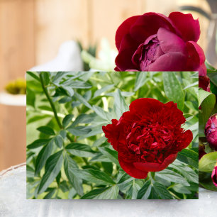 Carte postale de pivoine Red Charm