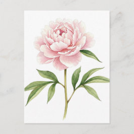 Carte postale de pivoine rose