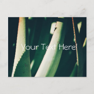 Carte postale de plantes d'aloès vert pâle funky