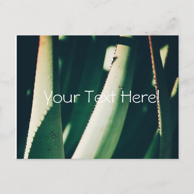 Carte postale de plantes d'aloès vert pâle funky (Devant)