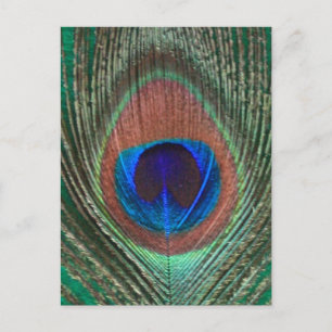 Carte postale de plume de paon vert