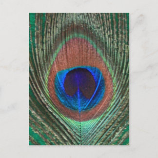 Carte postale de plume de paon vert
