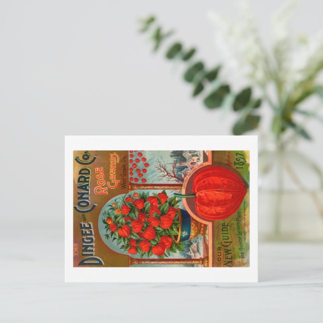 Carte postale de pochette de graines vintage.  (Debout devant)