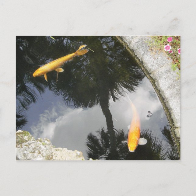 Carte postale de poisson (Devant)