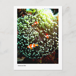 Carte postale de poisson