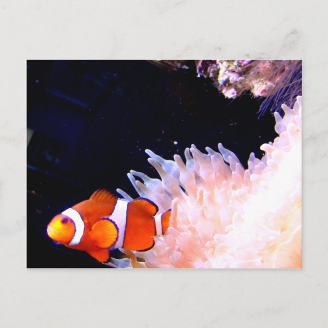 Carte postale de poisson clown (Devant)