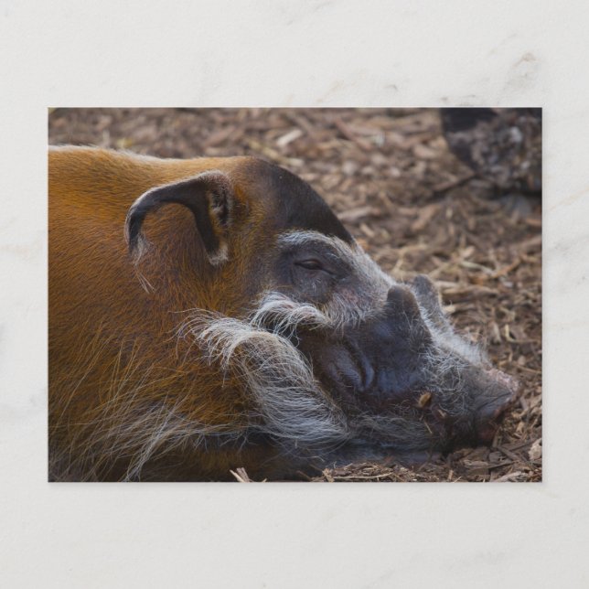 Carte postale de porc vietnamien (Devant)