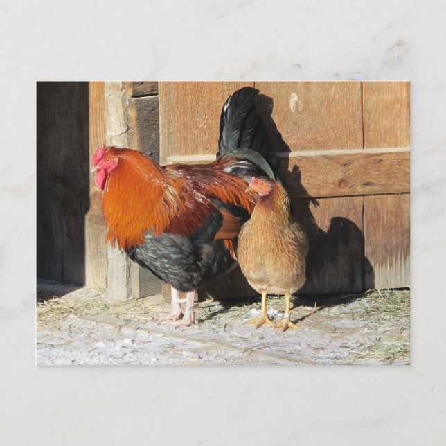 Carte postale de poulet Rooster de ferme et Hen (Devant)