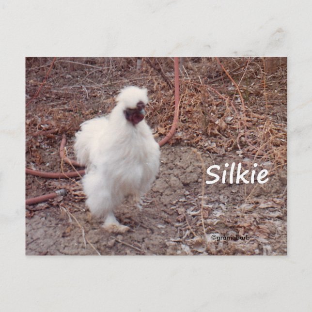 Carte postale de poulet Silkie Bantam (Devant)