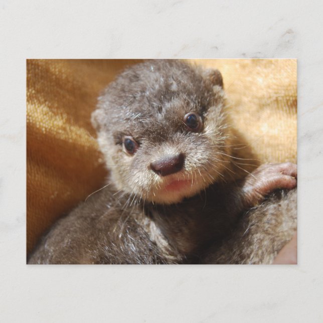 Carte postale de poupée de loutre (Devant)