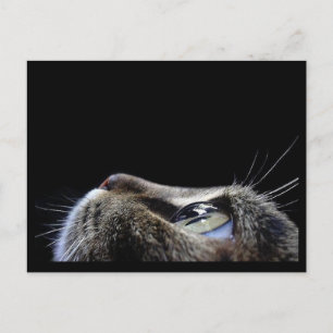 Carte postale de profil de chat