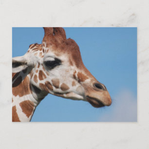 Carte postale de profil de girafe
