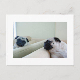 Carte postale de Pug Miroir