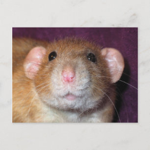 Carte postale de rat Dumbo