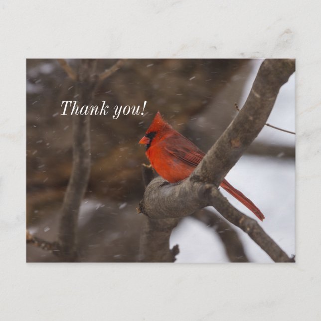 Carte postale de remerciement Cardinal sous tempêt (Devant)