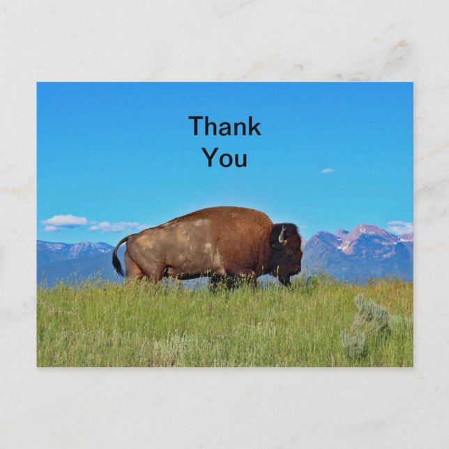 Carte postale de remerciement de Buffalo (Devant)