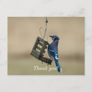 Carte postale de remerciement Geai bleu se balança