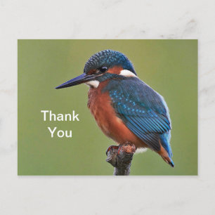 Carte postale de remerciement Martin-pêcheur