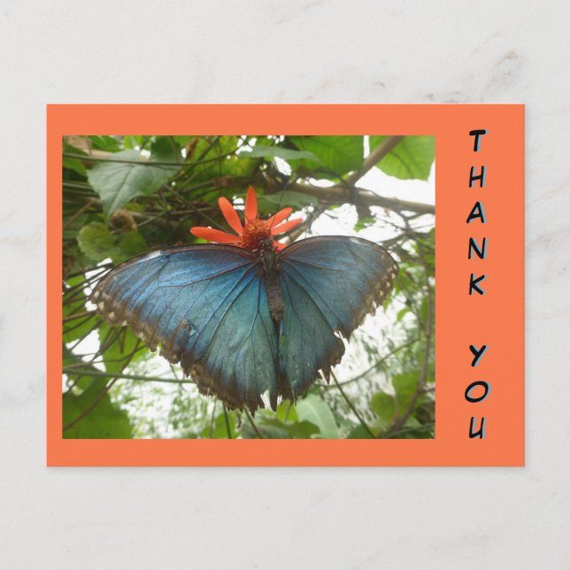 Carte postale de remerciement Papillon Morpho Bleu (Devant)