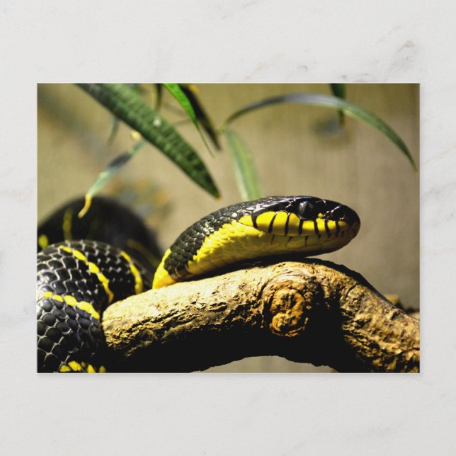 Carte postale de reptiles de serpent (Devant)