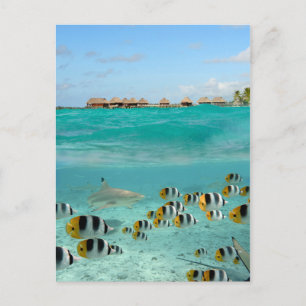 Carte postale de requins pourchassant des poissons