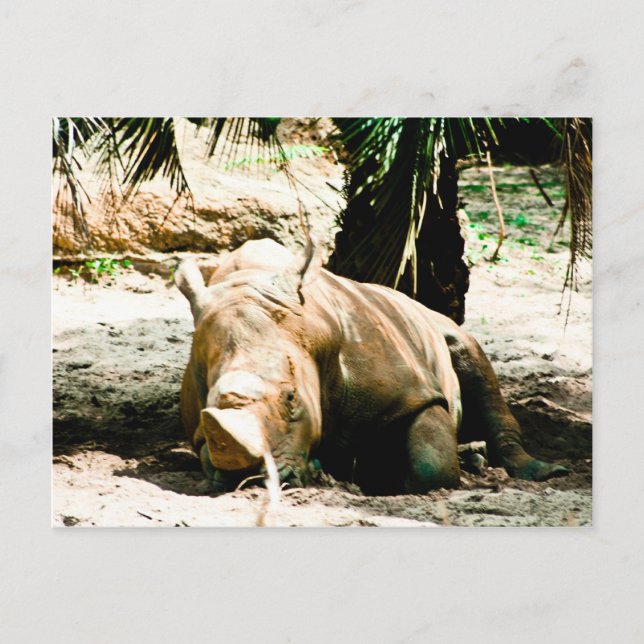 Carte postale de rhinocéros (Devant)