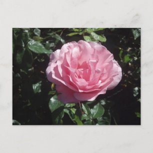 Carte postale de rose de rose