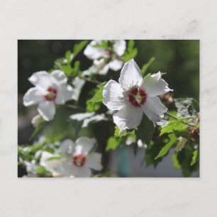 Carte postale de Rose de Sharon