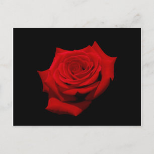 Carte postale de rose rouge sur fond noir