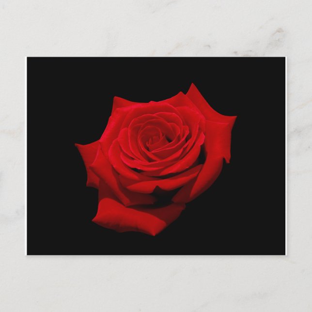Carte postale de rose rouge sur fond noir (Devant)