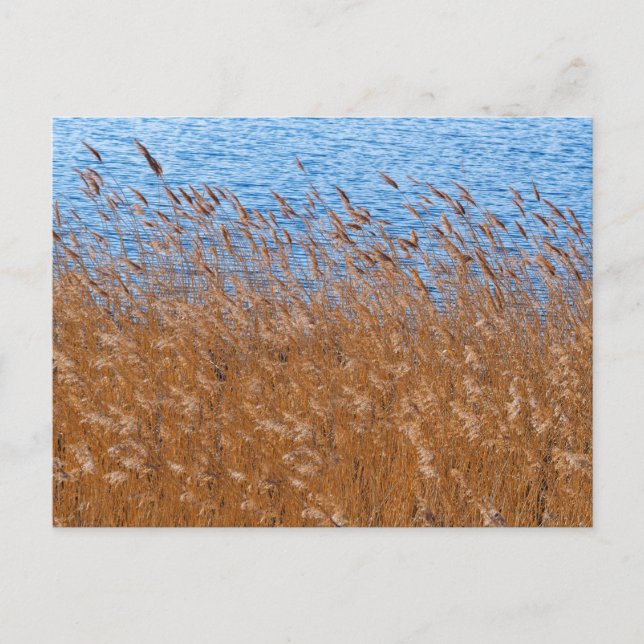 Carte postale de roseaux (Devant)