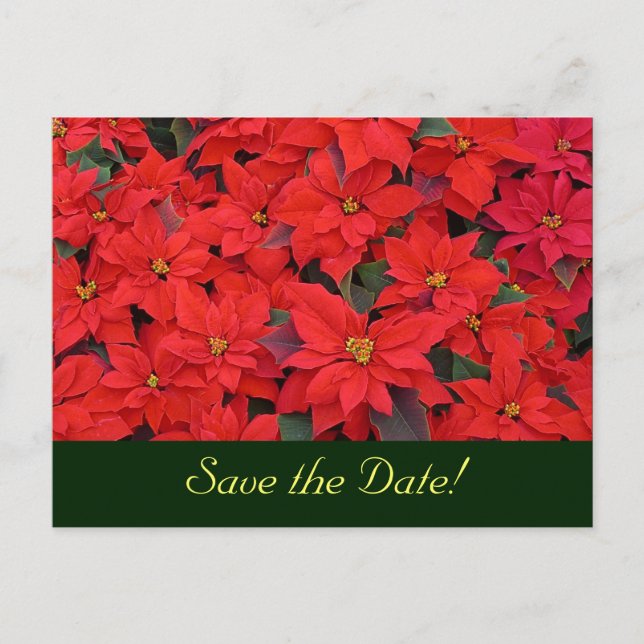 Carte postale de sauvegarde de date de Poinsettias (Devant)