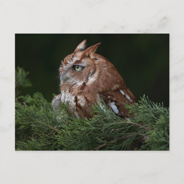 Carte postale de Screech Owl (Devant)