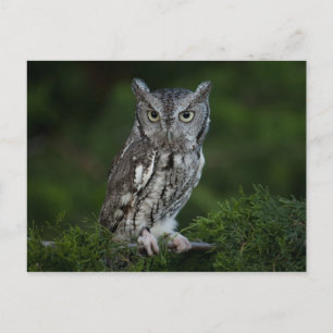Carte postale de Screech Owl