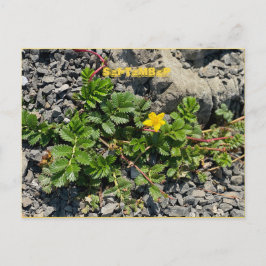 CARTE POSTALE DE SEPTEMBRE