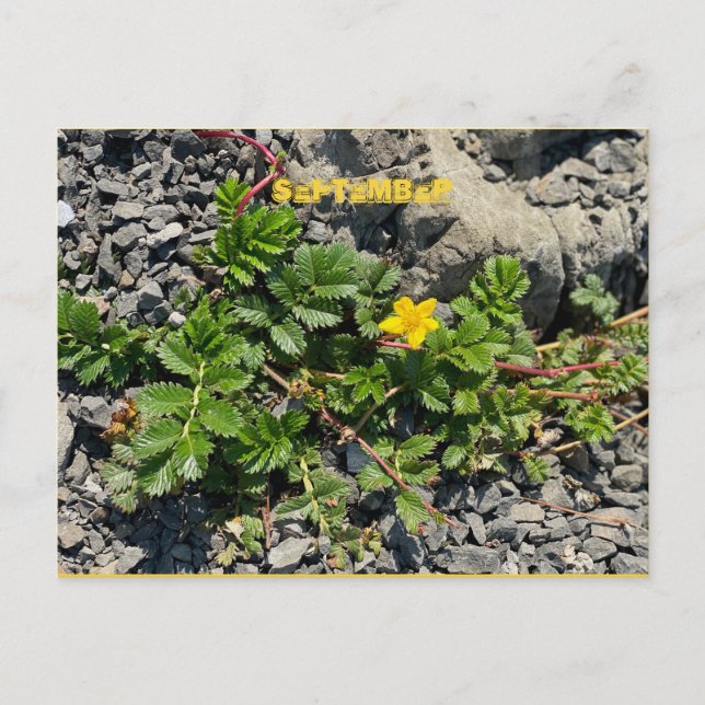 CARTE POSTALE DE SEPTEMBRE (Devant)