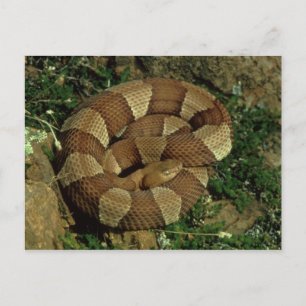 carte postale de serpent à tête large