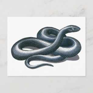 Carte postale de serpent de l'Est