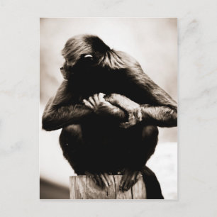 Carte postale de singe-araignée