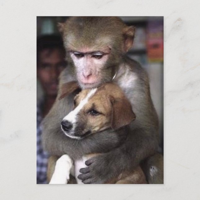 carte postale de singe et de chien (Devant)