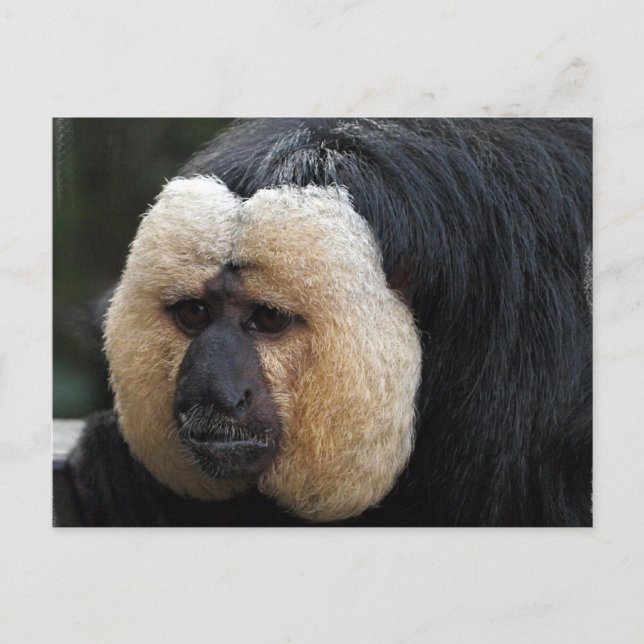 Carte postale de singe Saki face blanc (Devant)