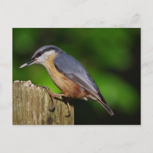 Carte postale de sittelle