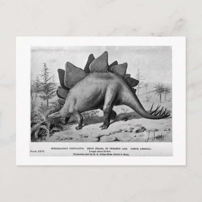 Carte postale de Stegosaurus ungulatus (Devant)