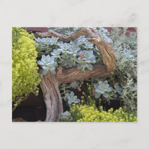 Carte postale de succulentes