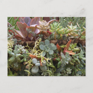 Carte postale de succulentes