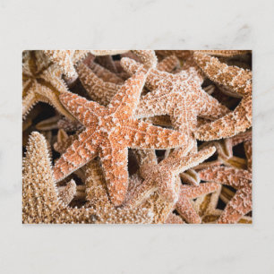 Carte postale de sucre Starfish