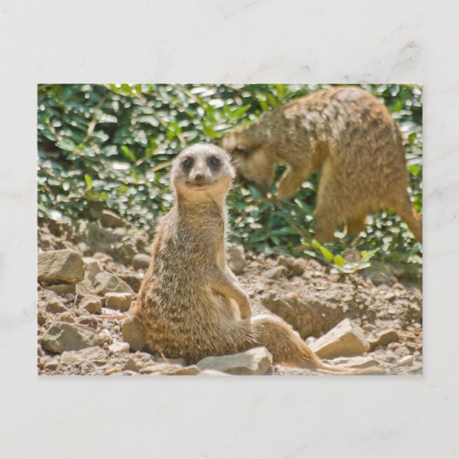 Carte postale de suricate (Devant)